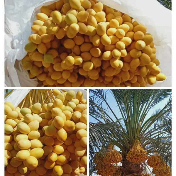 Barhi Dates exported from Egypt